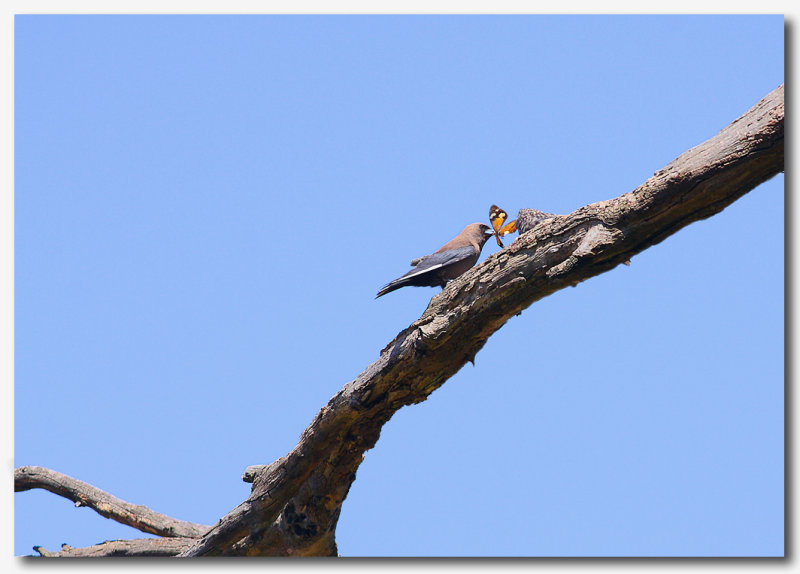Dusky Woodswallow - Series