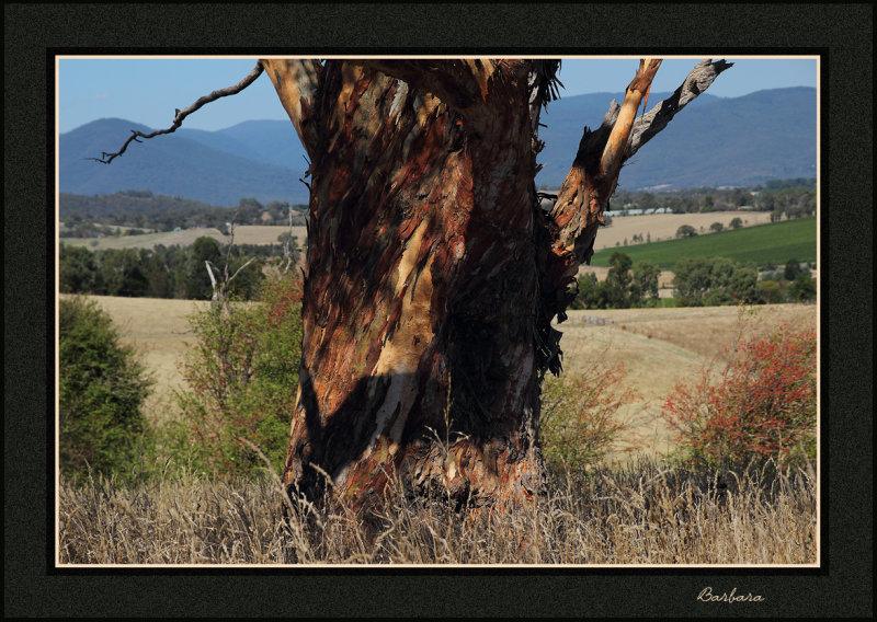 Gum tree trunk
