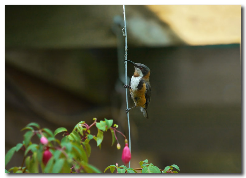 Eastern Spinebill