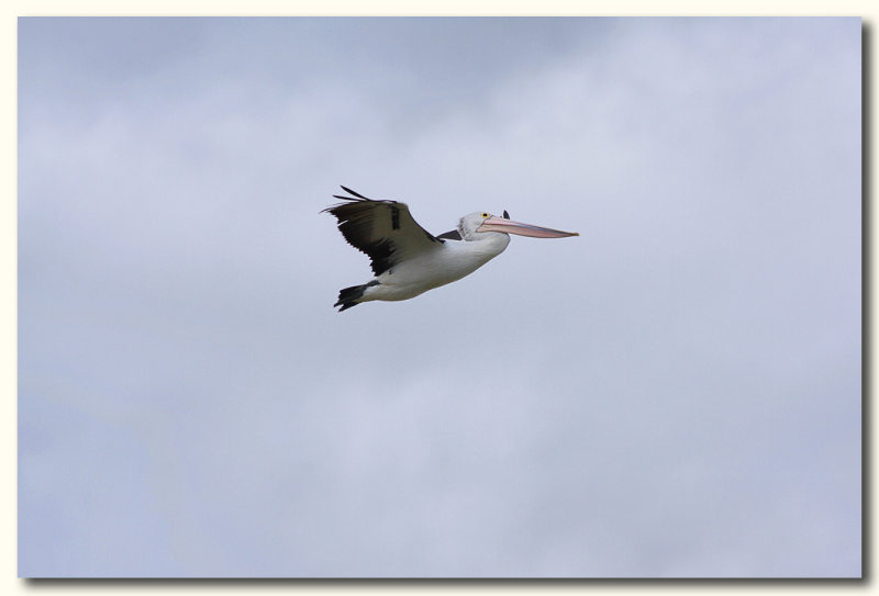 Pelican 