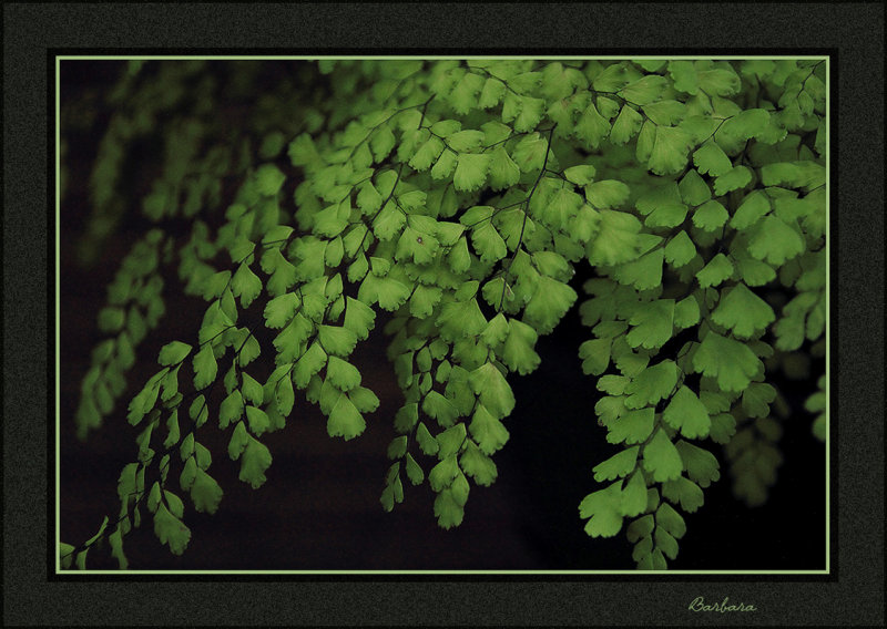 Maidenhair fern