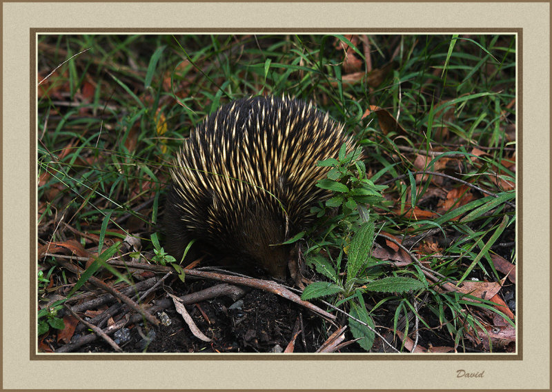 Echidna 