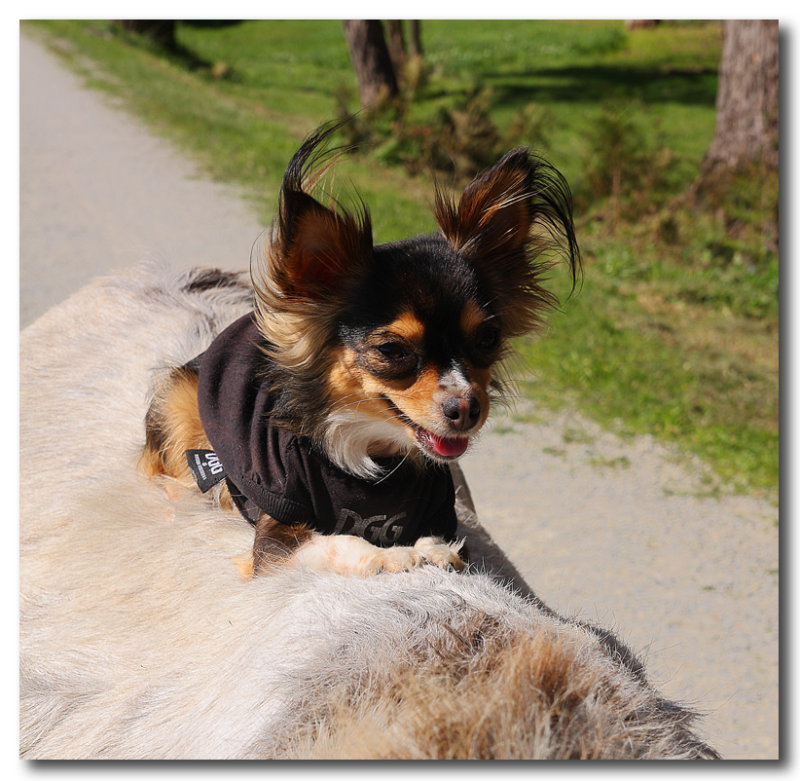 Berts dog 