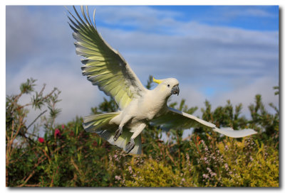Sulphur Crested Cockatoo - Take off