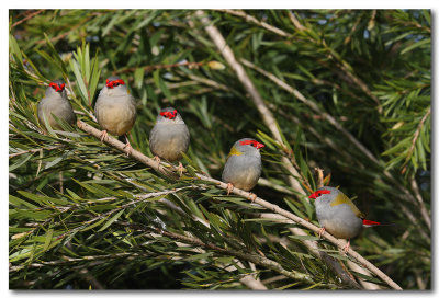 Red-browed Finches 