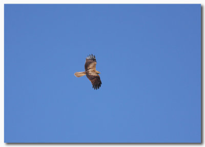 Whistling Kite 