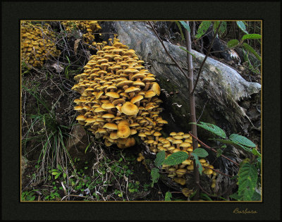 Fungi - Stevenson Falls