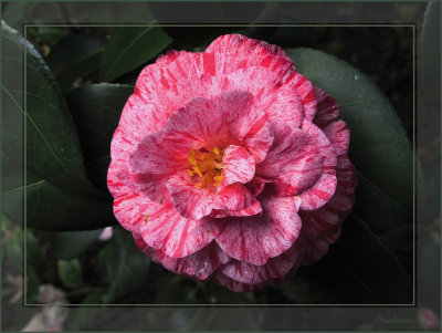 Camellia