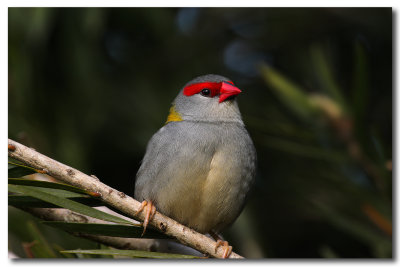 Red-browed Finch - close up 