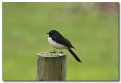 Willy Wagtail