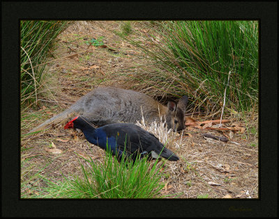 Young Swamp Wallaby and Purple Swamp Hen