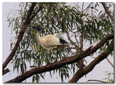 Australian White Ibis 