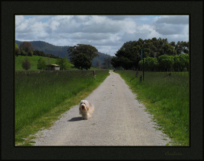 Thumper on The Warburton Trail