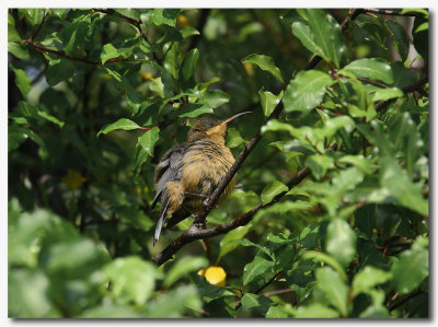 Eastern Spinebill  Juvenile - Series 2 images