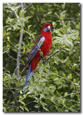 Crimson Rosella