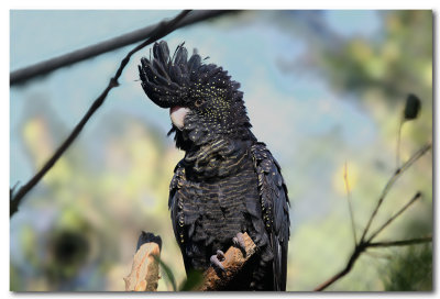 Red tailed-Black Cockatoo - female 