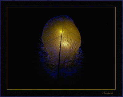 Feather with golden backlight