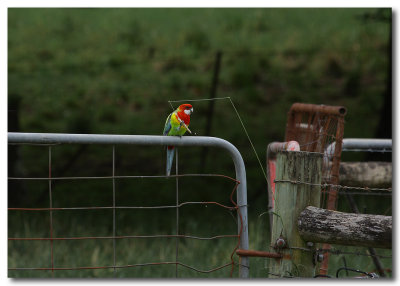 Eastern Rosella 