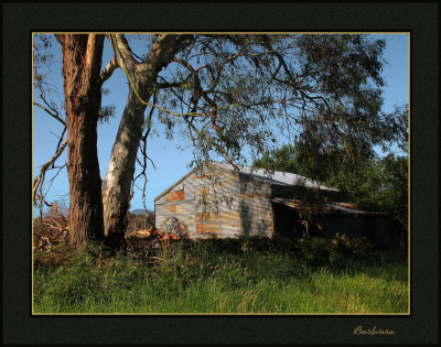 Old shed along the trail