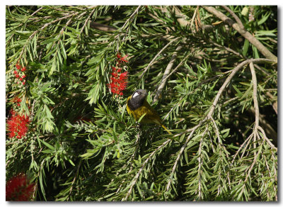 White-eared Honeyeater .jpg