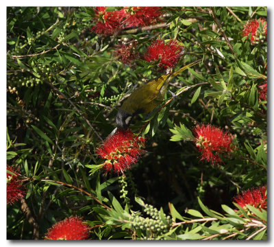 White-eared Honeyeater 