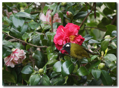 White-eared Honeyeater