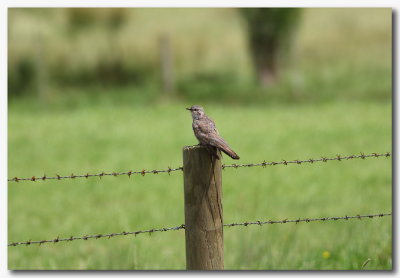 Pallid Cuckoo 