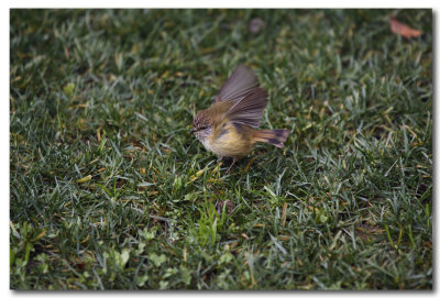 Buff-rumped Thornbill 