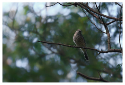 Rufous Whistler- female 