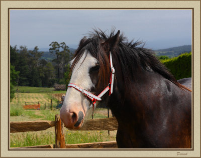 Clydesdale 
