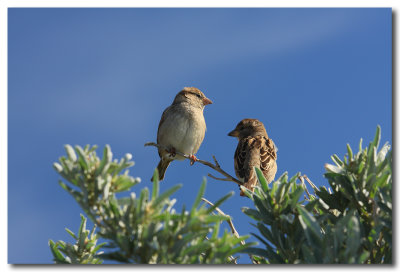 Common Sparrows 