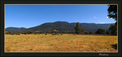 Grazing