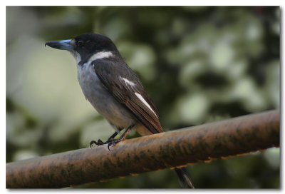 Butcher Bird