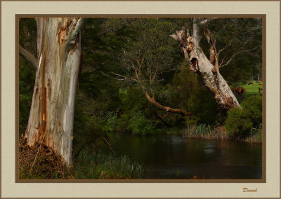 River Gums 