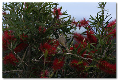 Yellow-faced Honeyeater 