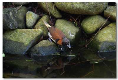 Chestnut - breasted Manniken Finch