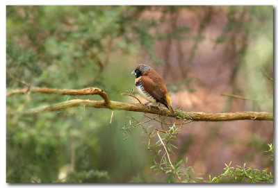 Chestnut - breasted Mannikin Finch