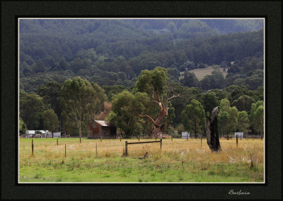 Old Shed - Warburton trail - Series