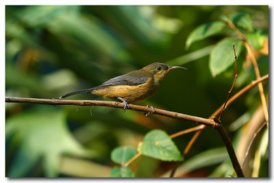 Juvinile Spinebill 