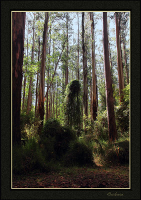 Grant's Reserve, Sherbrooke forest