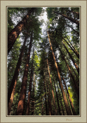 Californian Redwoods 
