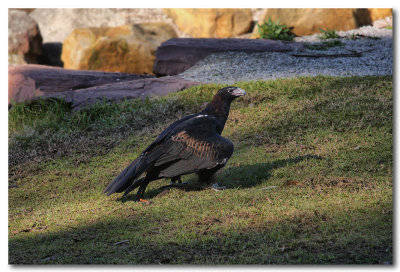 Black-Breasted Buzzard 