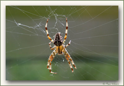 kruisspin (Araneus diadematus)