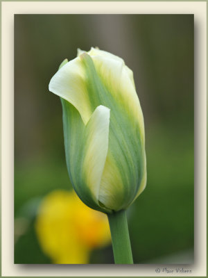 tulp