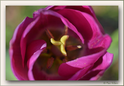 tulipe close-up