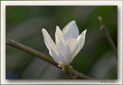 magnolia - tulpenboom