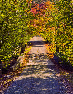 Lane in Autumn, Waterford