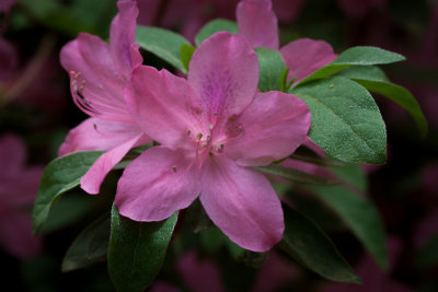 _MG_6704.jpg