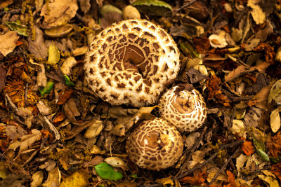 _MG_6769.jpg