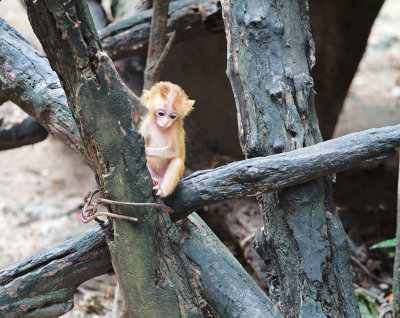 Little sweetie, playing